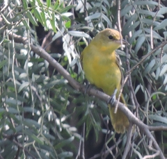 Icterus spurius
