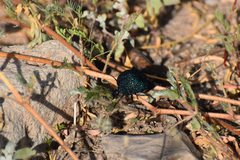 Cysteodemus wislizeni