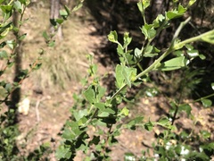 Dodonaea triangularis
