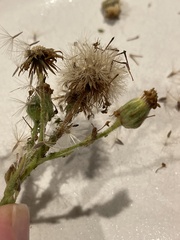 Heterotheca grandiflora