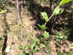 Dodonaea triangularis
