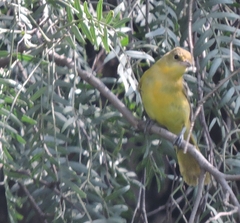 Icterus spurius