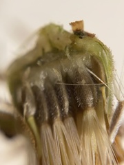 Heterotheca grandiflora