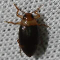 Derovatellus floridanus