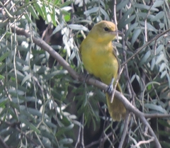Icterus spurius