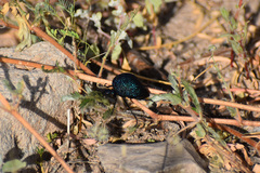 Cysteodemus wislizeni