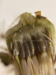 Heterotheca grandiflora