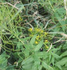 Sisymbrium strictissimum