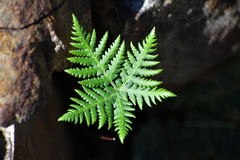 Notholaena standleyi