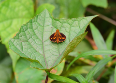 Oriens goloides