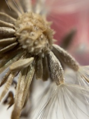 Heterotheca grandiflora