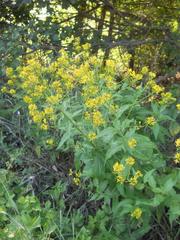 Sisymbrium strictissimum