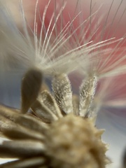 Heterotheca grandiflora