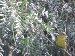 Icterus spurius