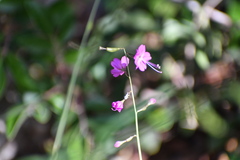 Cyphomeris gypsophiloides