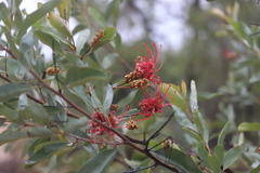 Grevillea decora decora