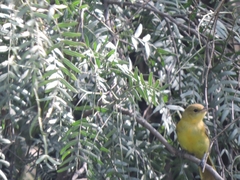 Icterus spurius