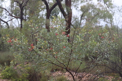 Grevillea decora decora