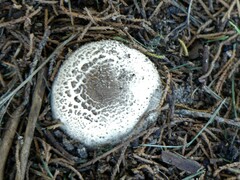 Chlorophyllum brunneum