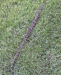 Nerodia fasciata confluens