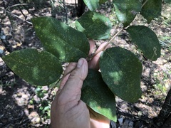 Bridelia leichhardtii