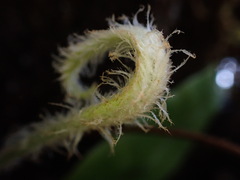 Elaphoglossum paleaceum