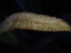 Elaphoglossum paleaceum