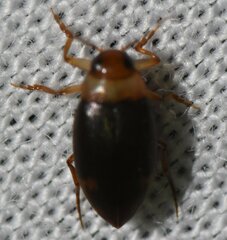 Derovatellus floridanus