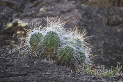 Echinocereus stramineus