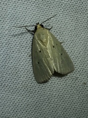 Marimatha nigrofimbria