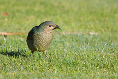 Ptilonorhynchus violaceus