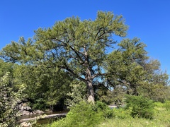 Taxodium mucronatum