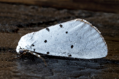 Grotella septempunctata