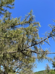Taxodium mucronatum