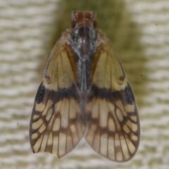 Bothriocera