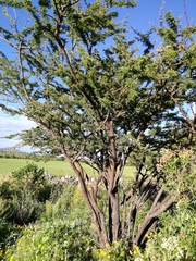 Vachellia schaffneri