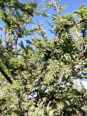 Vachellia schaffneri
