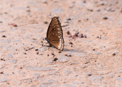 Euploea klugii