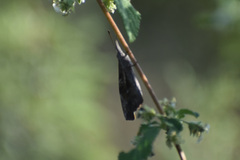 Libytheana carinenta mexicana