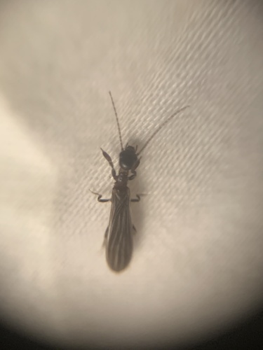 Black Webspinner photo 6