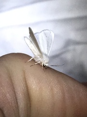Spilosoma