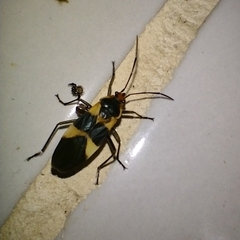 Oncopeltus sandarachatus