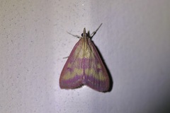 Pyrausta laticlavia