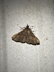 Renia discoloralis