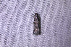 Acrobasis tricolorella