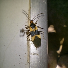 Oncopeltus sandarachatus