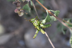 Bootettix argentatus