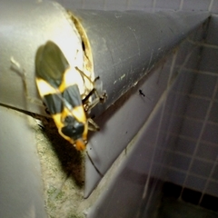 Oncopeltus sandarachatus