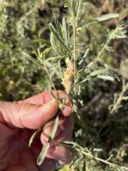 Asphondylia atriplicis