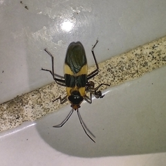 Oncopeltus sandarachatus